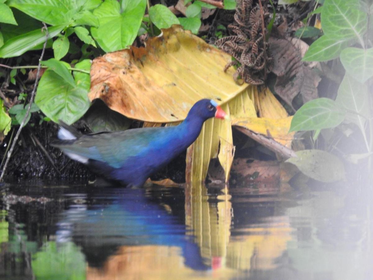 Misahualli Laguna Paikawe B&B Buitenkant foto