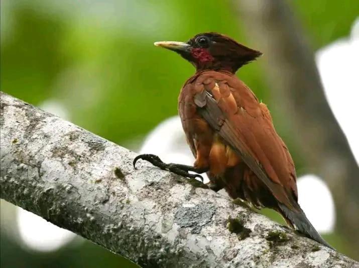 Misahualli Laguna Paikawe B&B Buitenkant foto