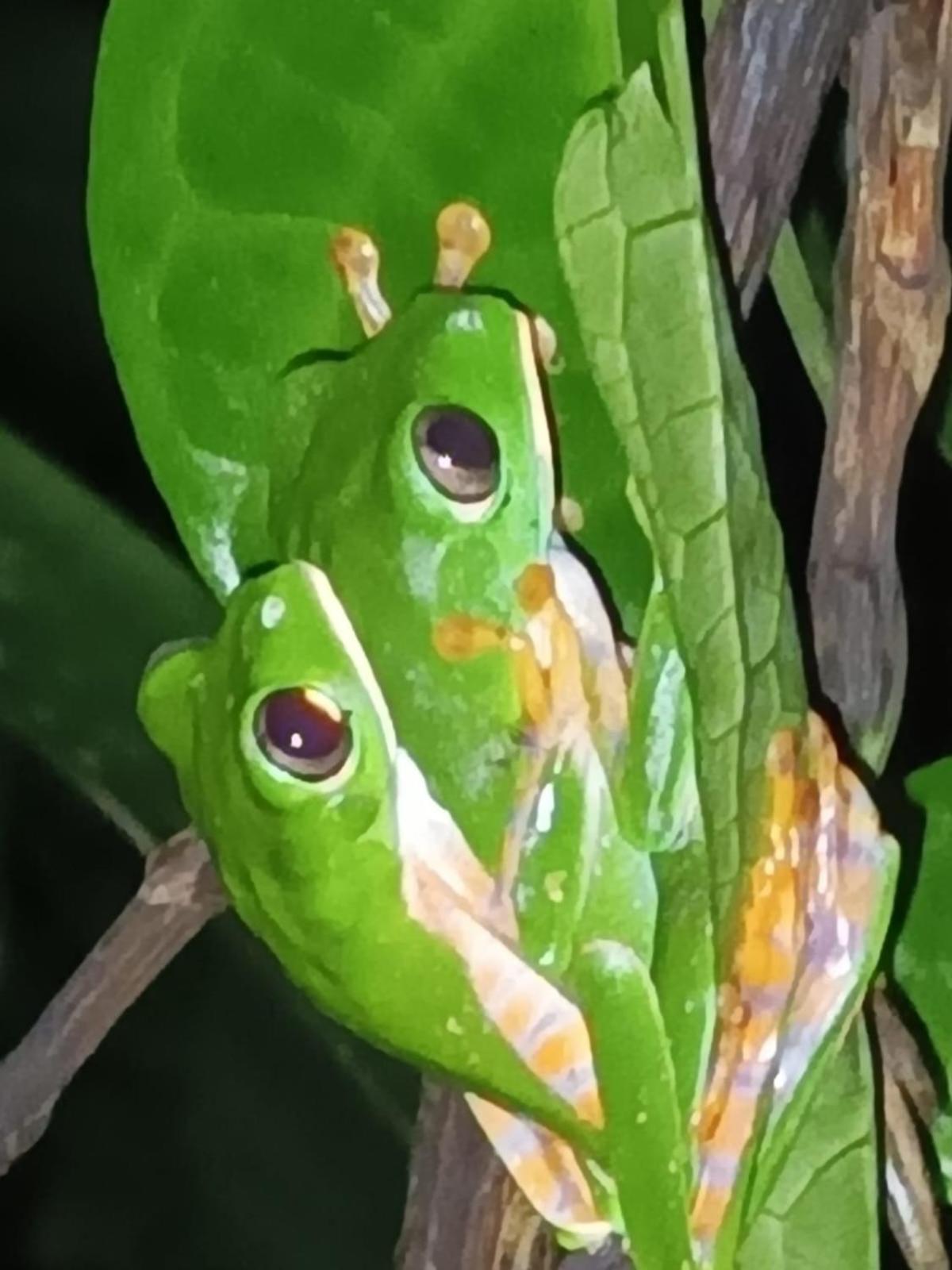 Misahualli Laguna Paikawe B&B Buitenkant foto