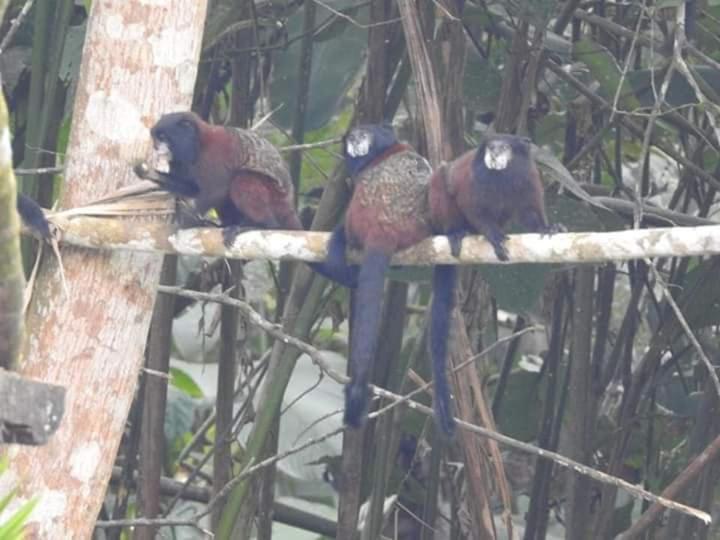 Misahualli Laguna Paikawe B&B Kamer foto